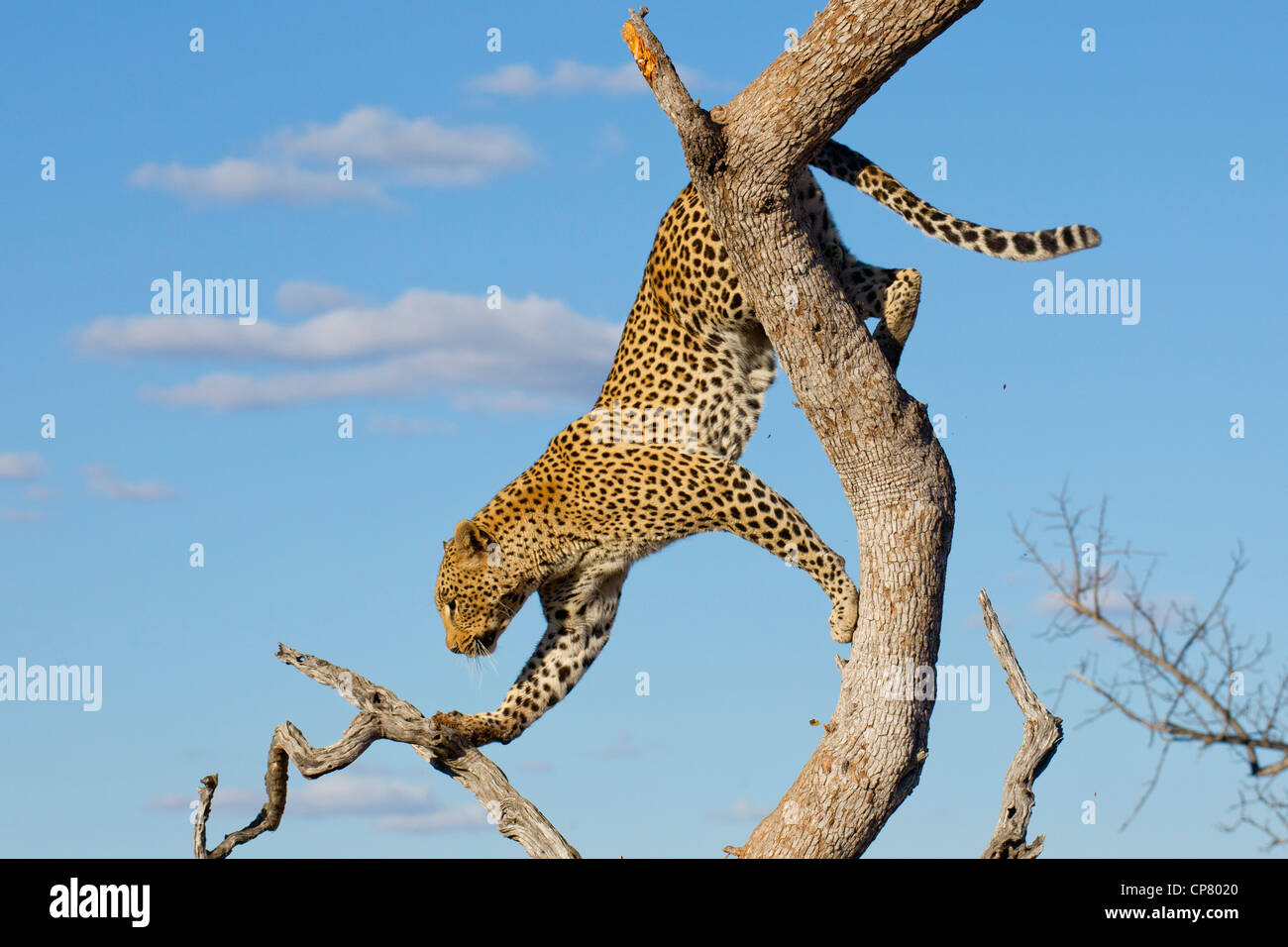 Afrikanischer Leopard (Panthera Pardus) Abstieg eines Baumes in Südafrika Stockfoto
