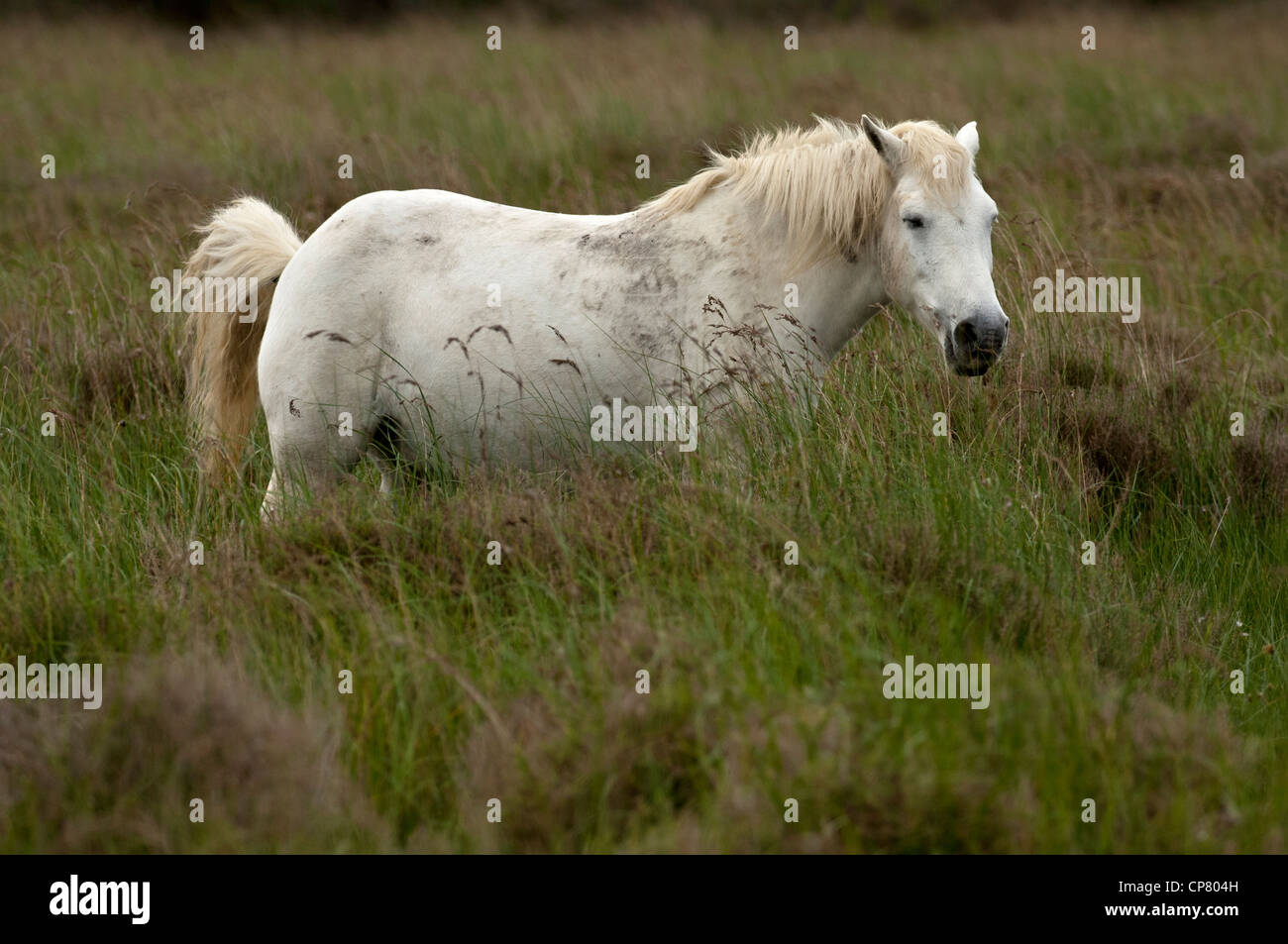 Halbwilden Camargue-Pferd in einem Feuchtgebiet, Camargue, Frankreich Stockfoto