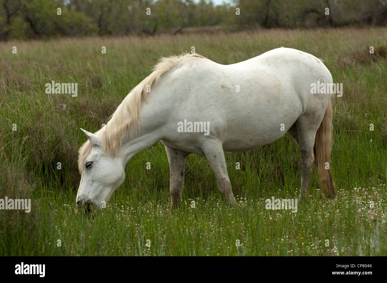 Halbwilden Camargue-Pferd in einem Feuchtgebiet, Camargue, Frankreich Stockfoto