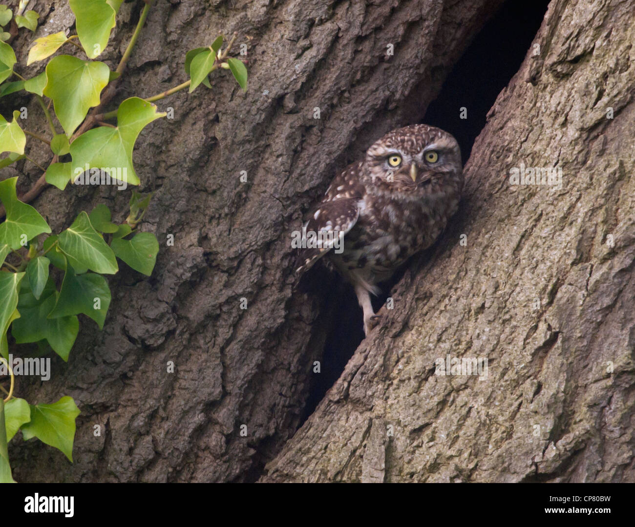 Steinkauz (Athene Noctua) thront außen Eingang der Bruthöhle Stockfoto