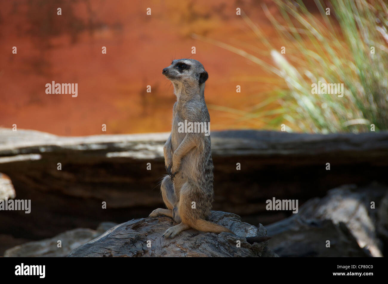 Erdmännchen stehend Stockfoto