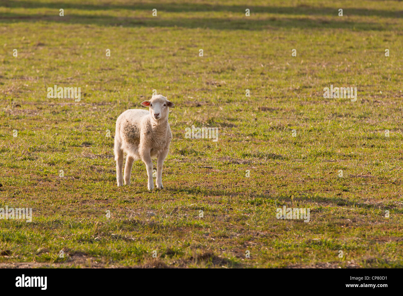 Ein Lamm steht inmitten einer Wiese Stockfoto