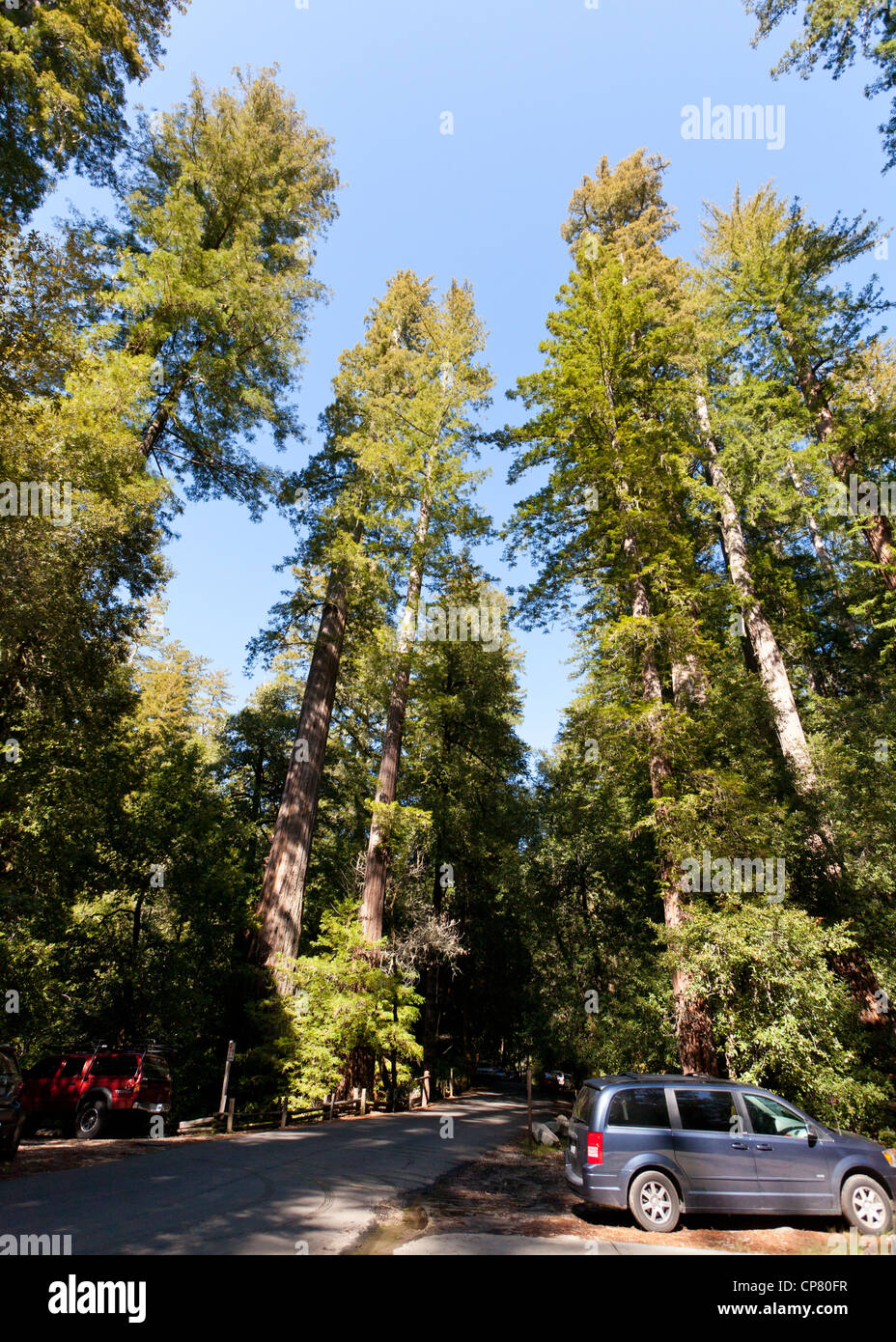 Großen gigantischen Sequoia Bäumen in Kalifornien Stockfoto