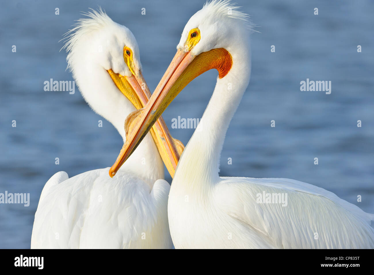 Zwei amerikanische weiße Pelikane, White Rock Lake, Dallas, Texas Stockfoto