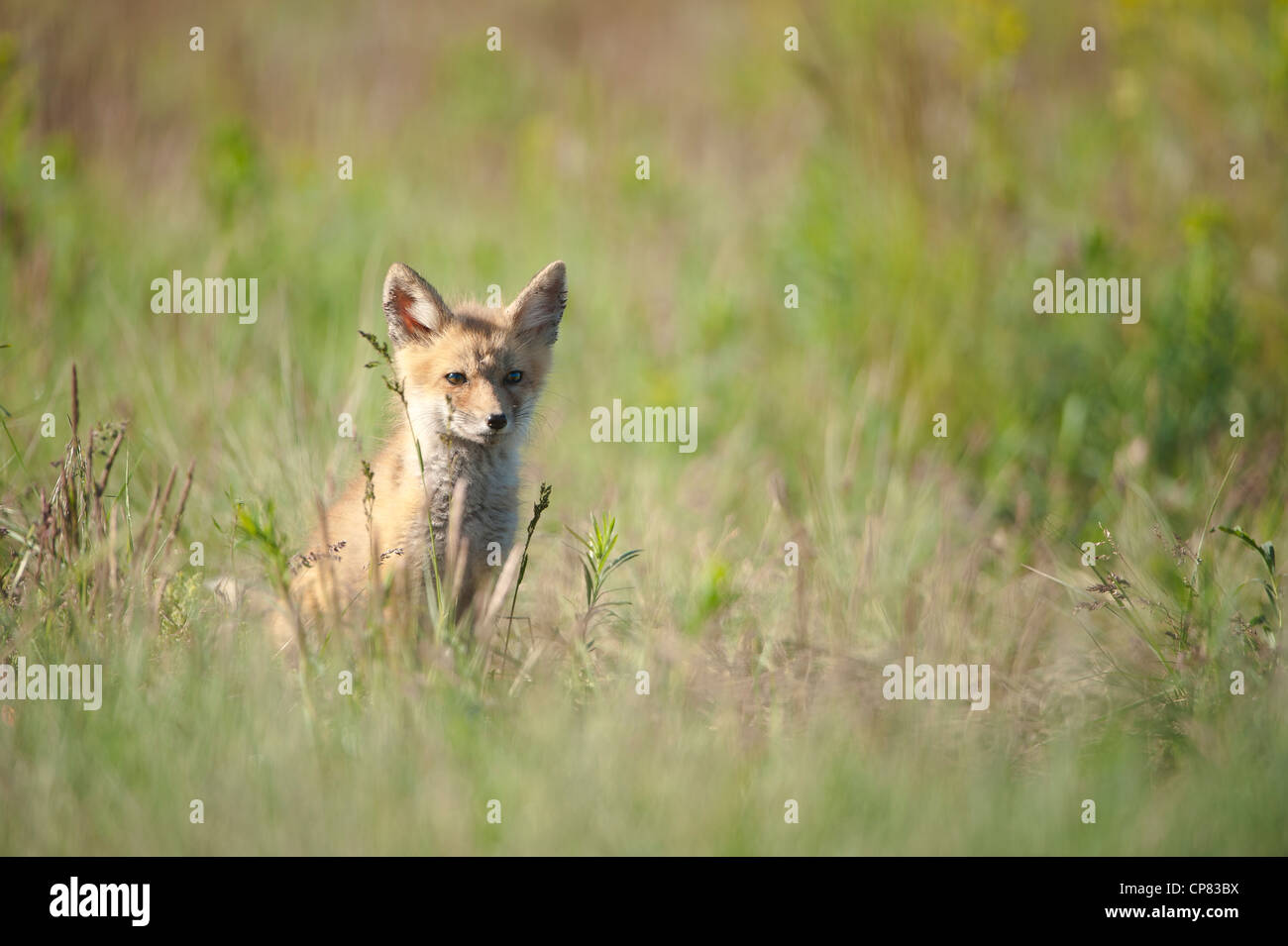 Red Fox Kit, Missoula, Montana Stockfoto