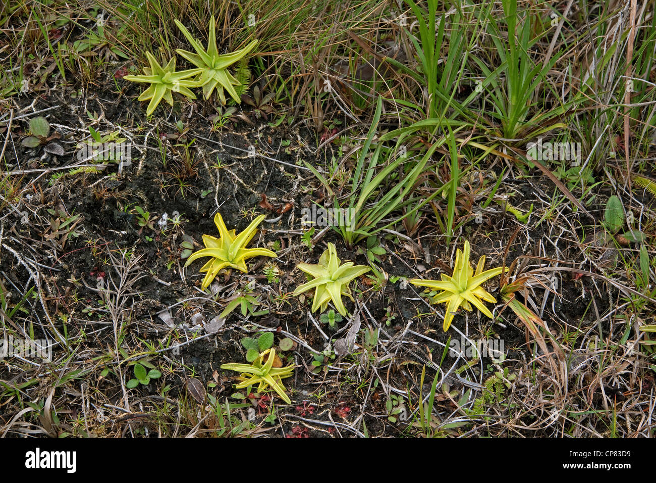 Gelbe Schmetterlinge (Pinguicula lutea), Insektenpflanze, Südosten der USA, von Carol Dembinsky/Dembinsky Photo Assoc Stockfoto