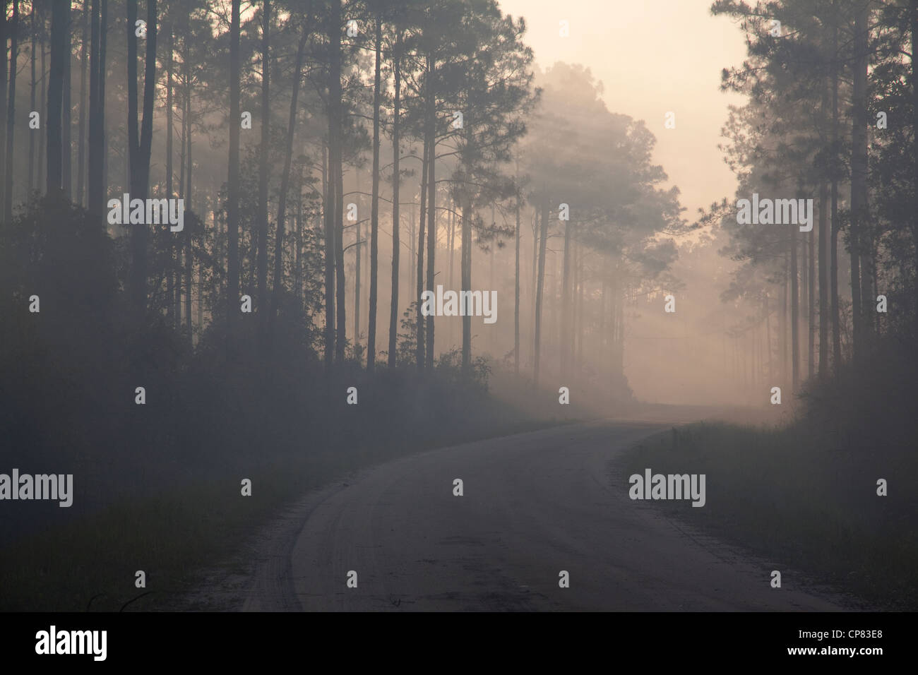 Dunst und Rauch Filter durch Bäume während der Folgen eines Brandes in Longleaf Pine Forest Pinus Palustris Florida USA Stockfoto