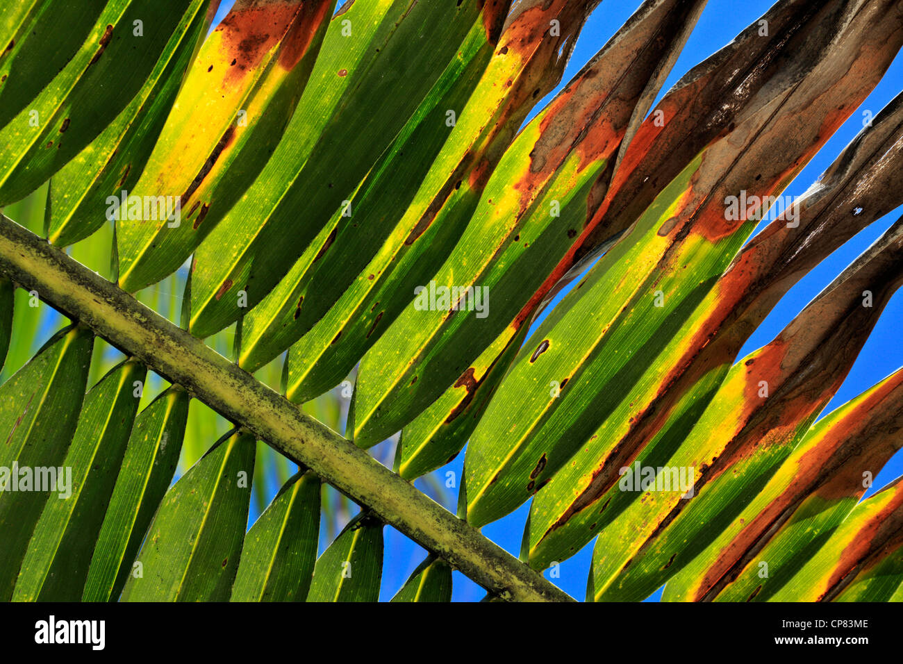 Bunte Nahaufnahme Detail der Palmwedel Stockfoto