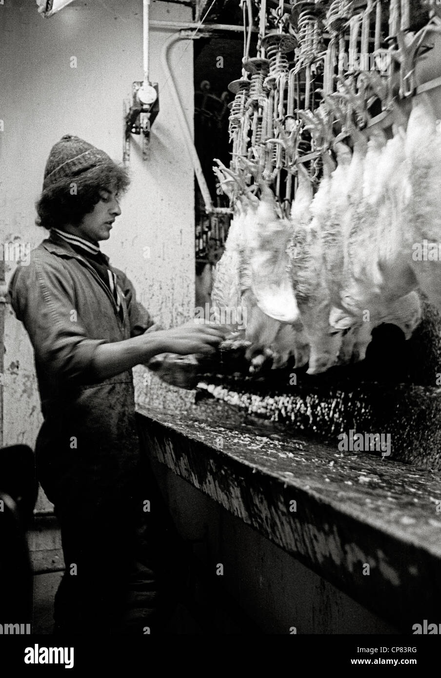 Schlachthaus in Huhn-Fabrik mit Minderjährige Arbeiter Großbritannien 1970 Stockfoto