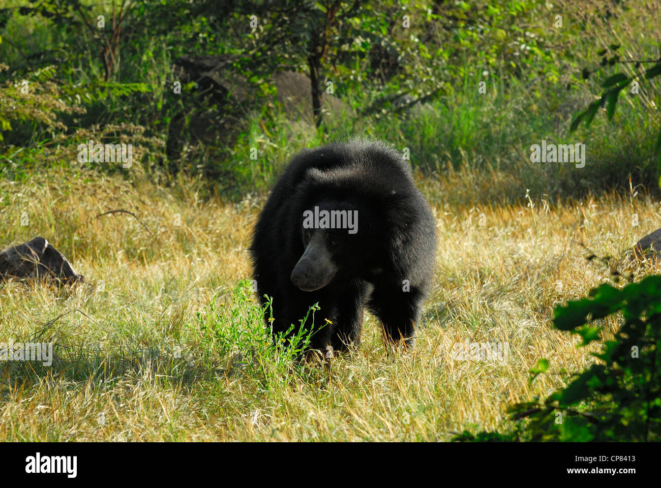 Sloth Bär Melursus Ursinus Stockfoto