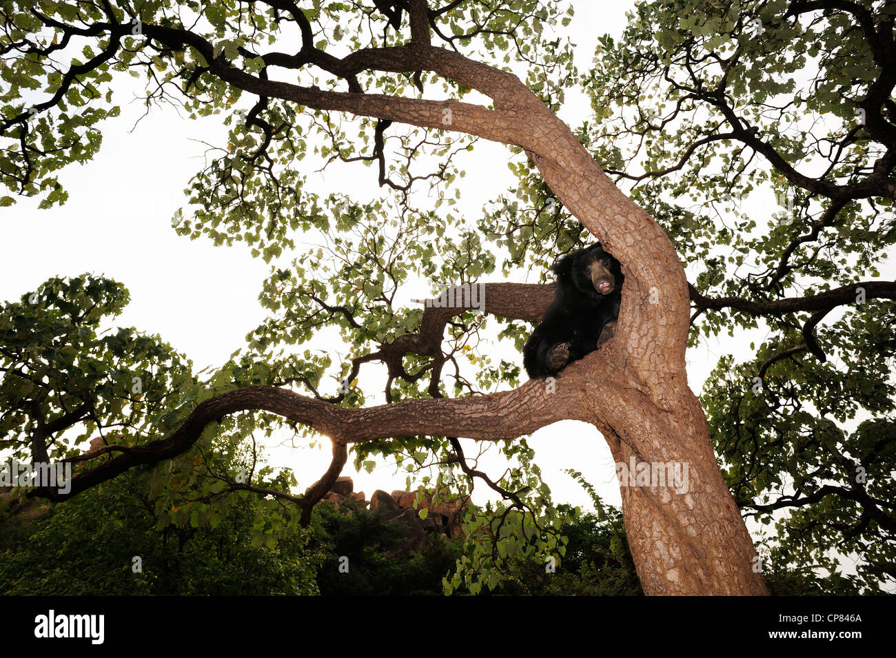 Sloth Bär Melursus Ursinus Stockfoto