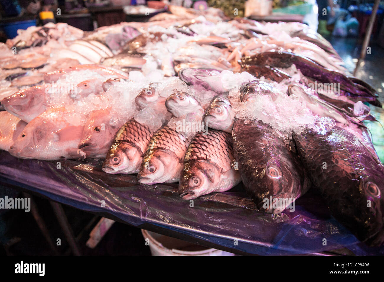 Fisch in Khlong Toey Markt in Bangkok, Thailand Stockfoto