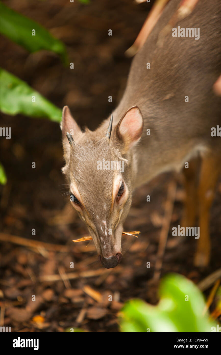 Ein blauer Duiker durch die Äste bei Butterfly World, Klapmuts, Südafrika. Stockfoto