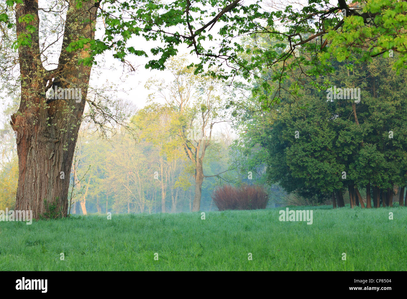 Park am frühen Morgen. Frühling und Sonnenschein Stockfoto