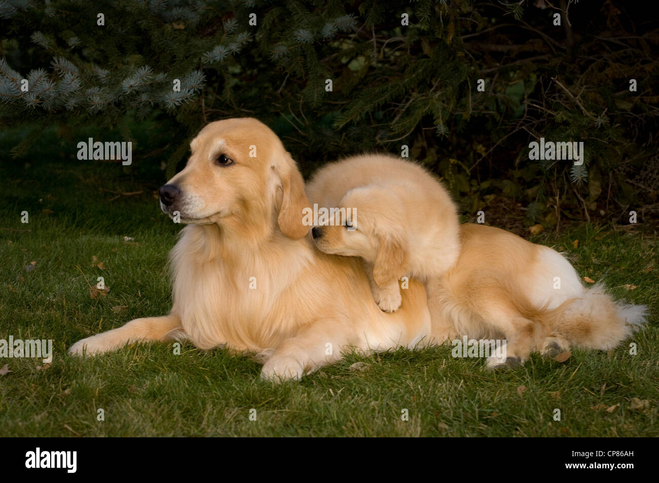 Golden Retriever Mit Welpen Auf Dem Rucken Liegend Stockfotografie Alamy