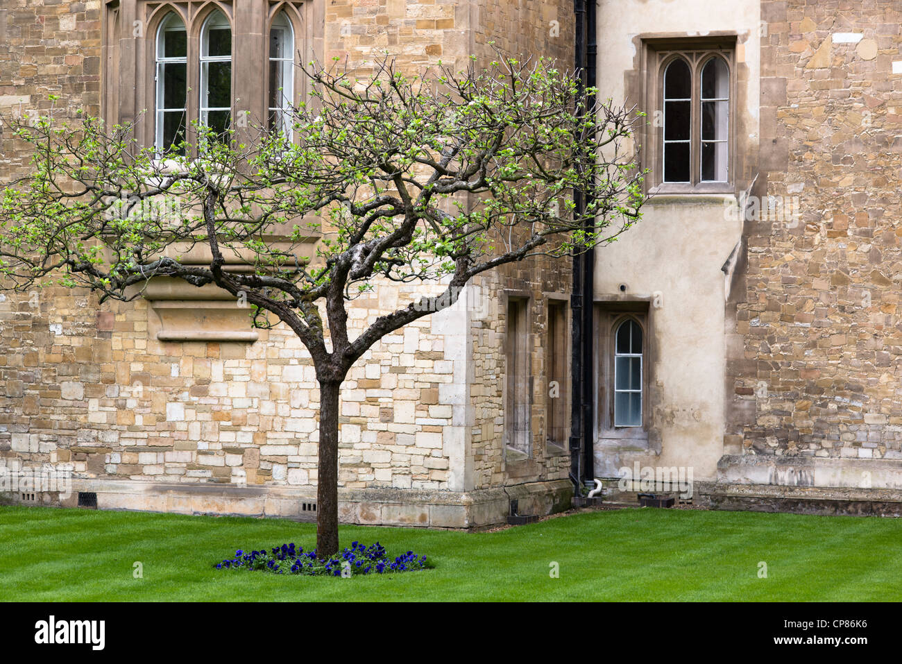 Isaac Newton Apple Tree unter alten Sandsteinmauern des Trinity College, Universität Cambridge Gebäude. UK. Stockfoto