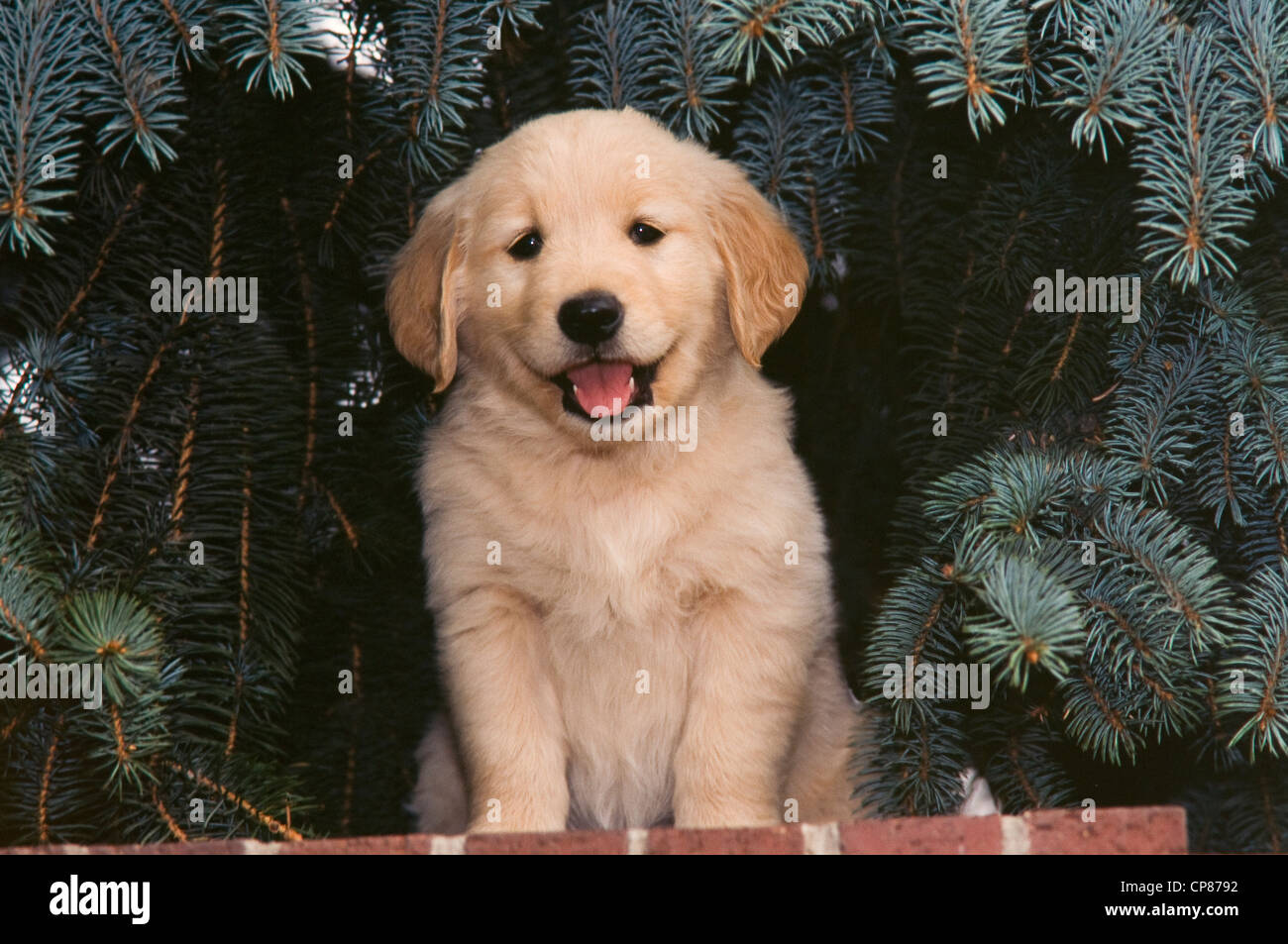 Golden Retriever Welpe sitzt auf Ziegelmauer Stockfoto