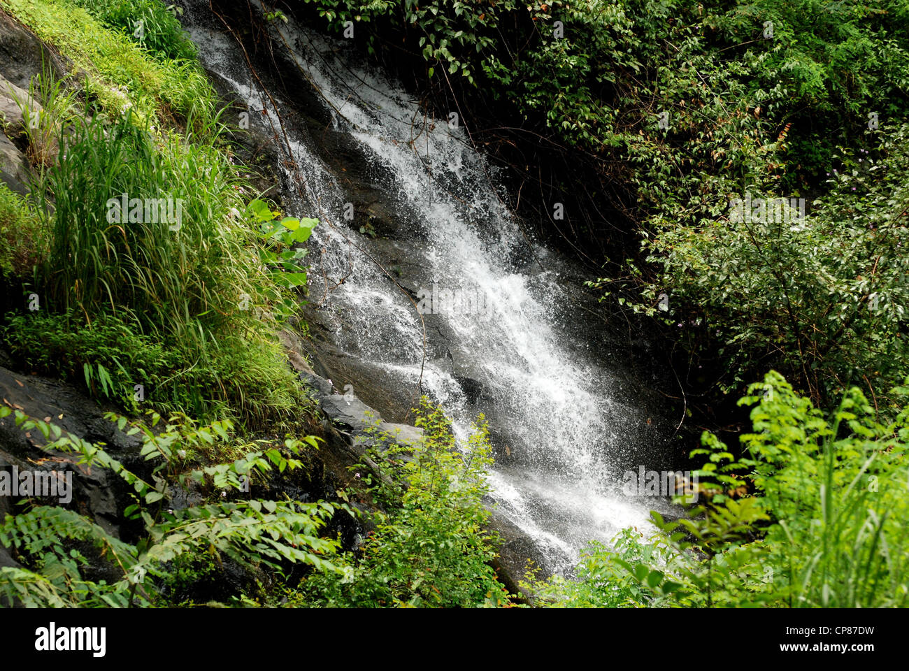 Wasserfälle bei Kuttikanam, Kerala, Indien Stockfoto