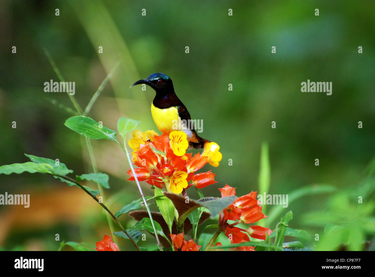Kolibri trinken aus Blumen Stockfoto