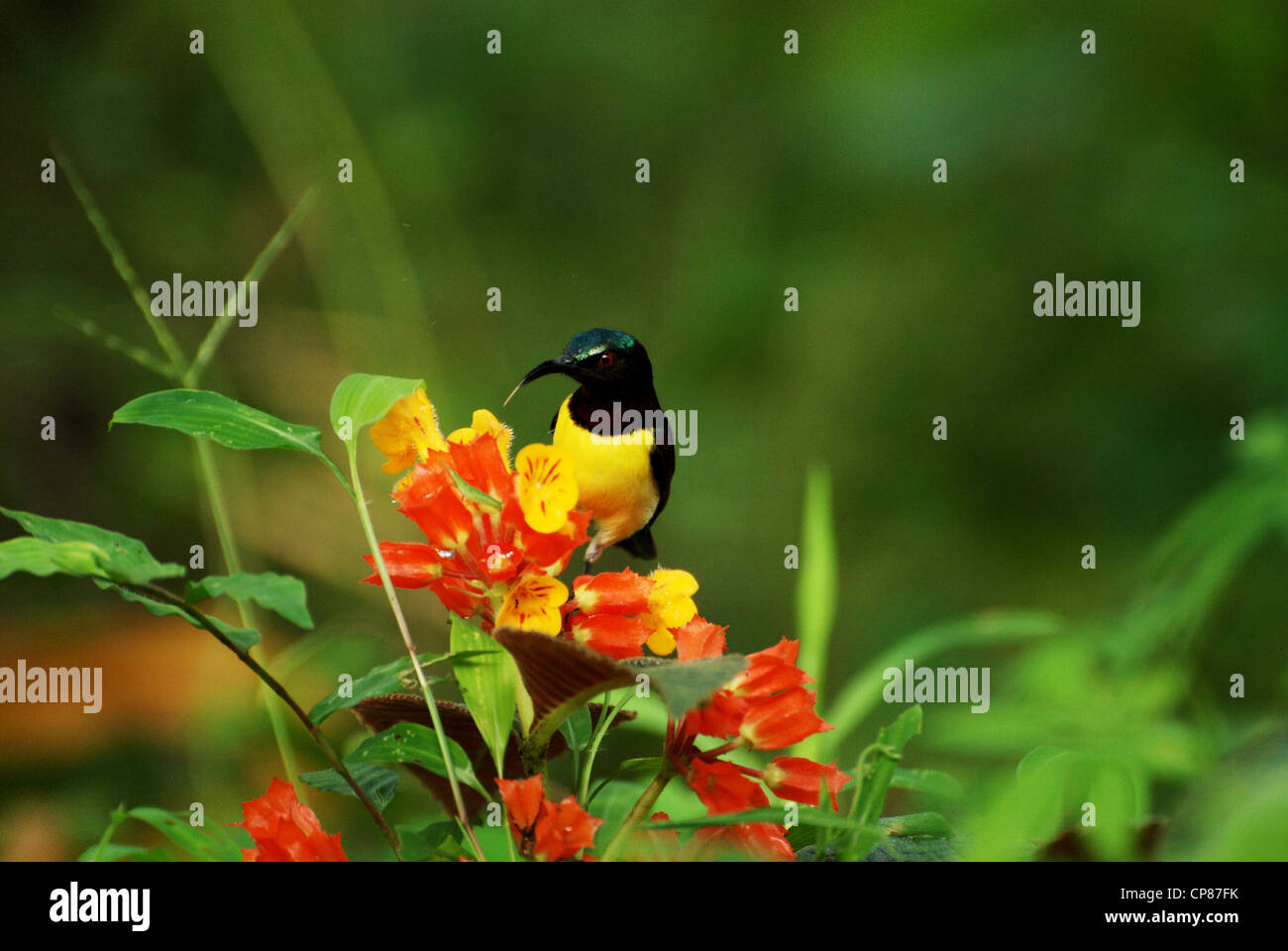 Kolibri trinken aus Blumen Stockfoto