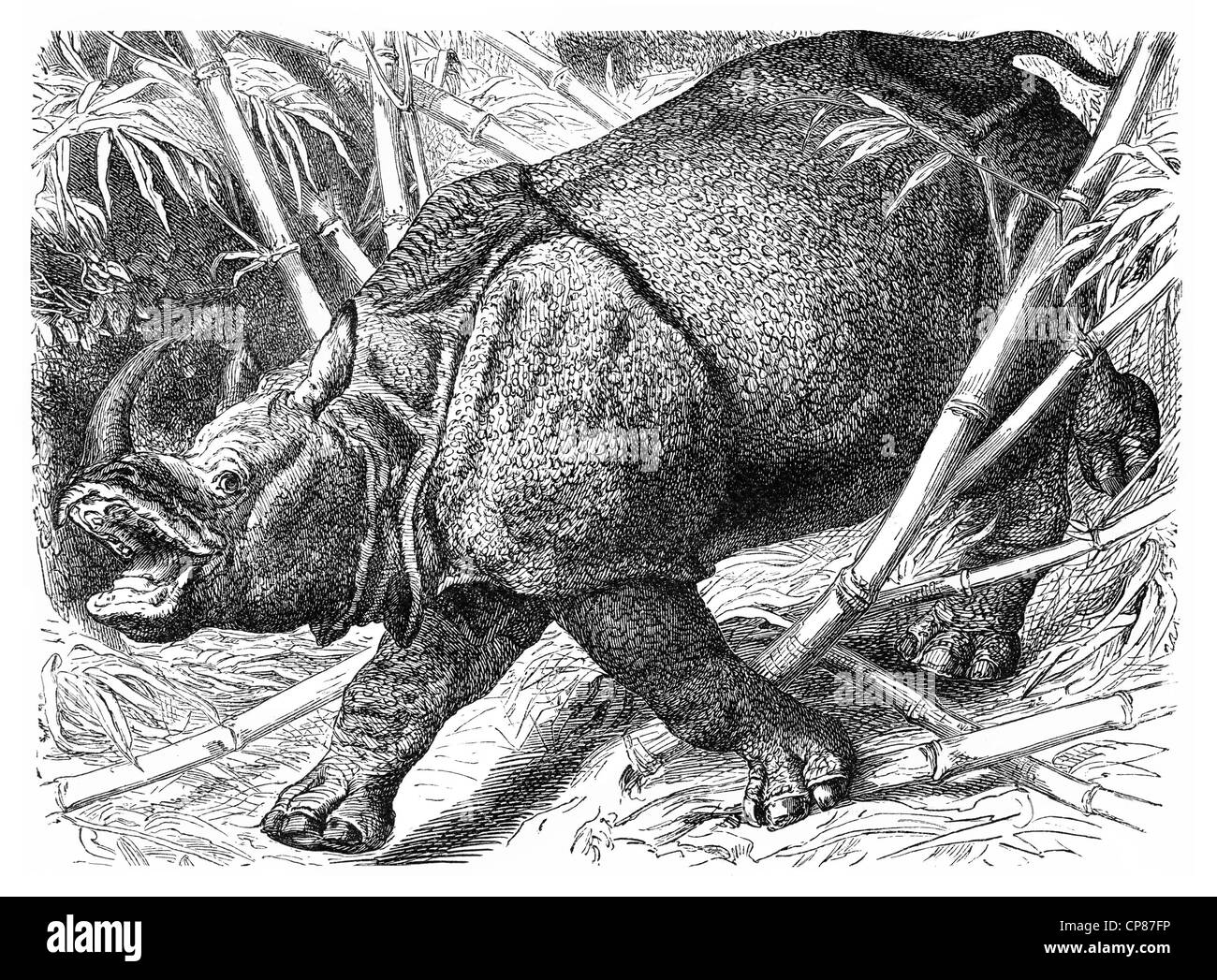 Indischer Rhinoceros, größere einen gehörnten Nashorn oder asiatischen einen gehörnten Nashorn (Rhinoceros Unicornis), Historische, Zeichnerisc Stockfoto