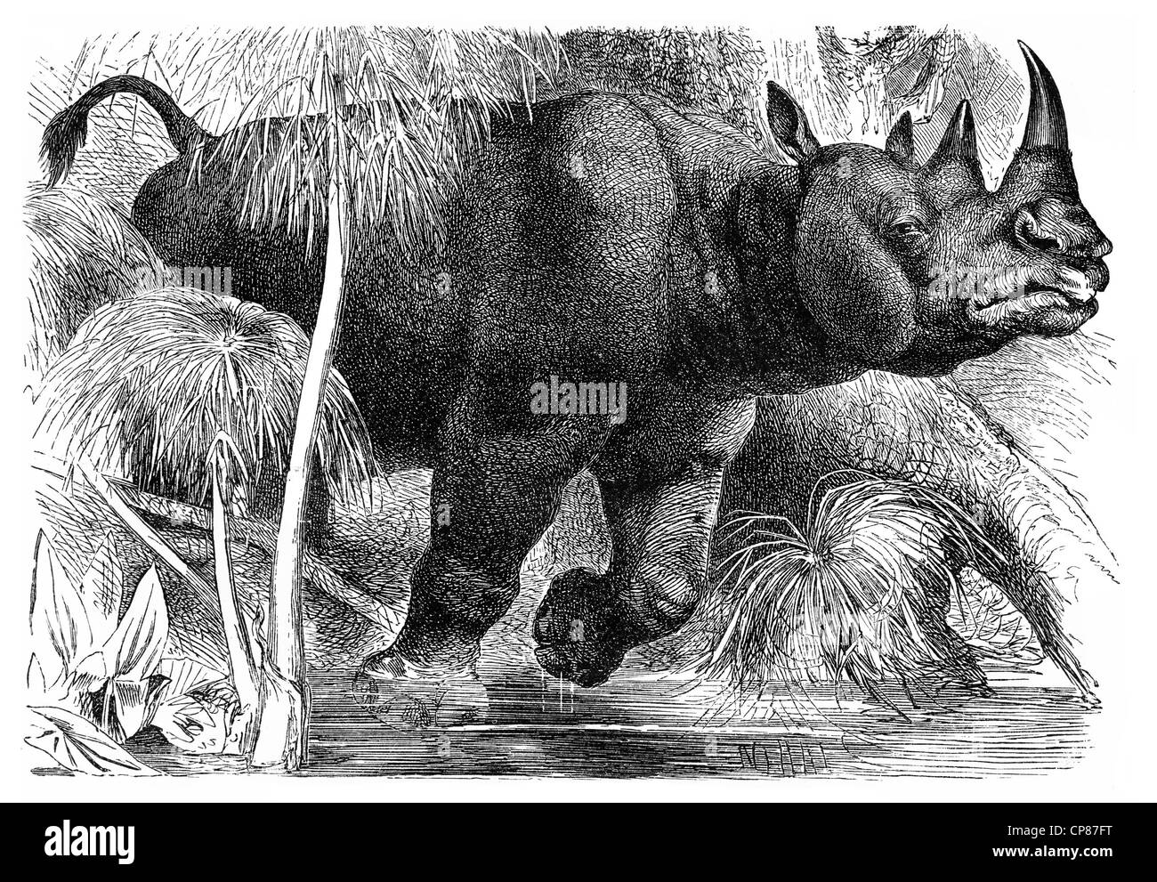 Tier-Zeichnung von einem Breitmaulnashorn oder Square-lippige Rhinoceros (Ceratotherium Simum), Historische, Zeichnerische Darstellung, Stockfoto