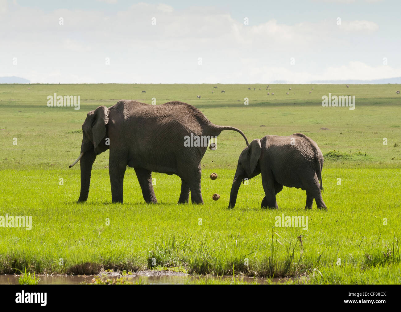 Afrikanischen Busch Elefant (Loxodonta africana), Mutter und Kalb. Mutter pooing in der Masai Mara National Reserve, Kenia, Afrika Stockfoto