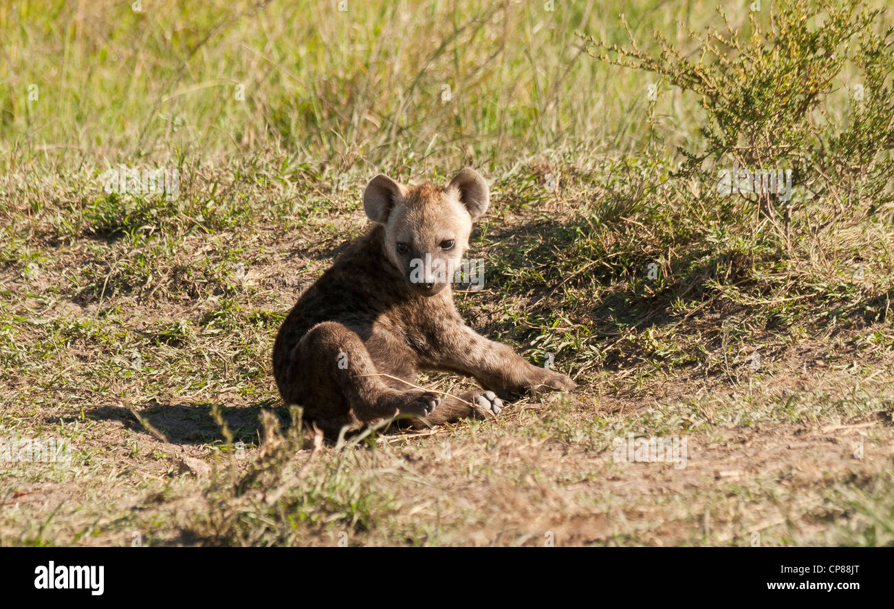 Jung entdeckte Hyäne Cub (Crocuta Crocuta) sitzt auf der Masai Mara National Reserve, Kenia, Ostafrika. Stockfoto