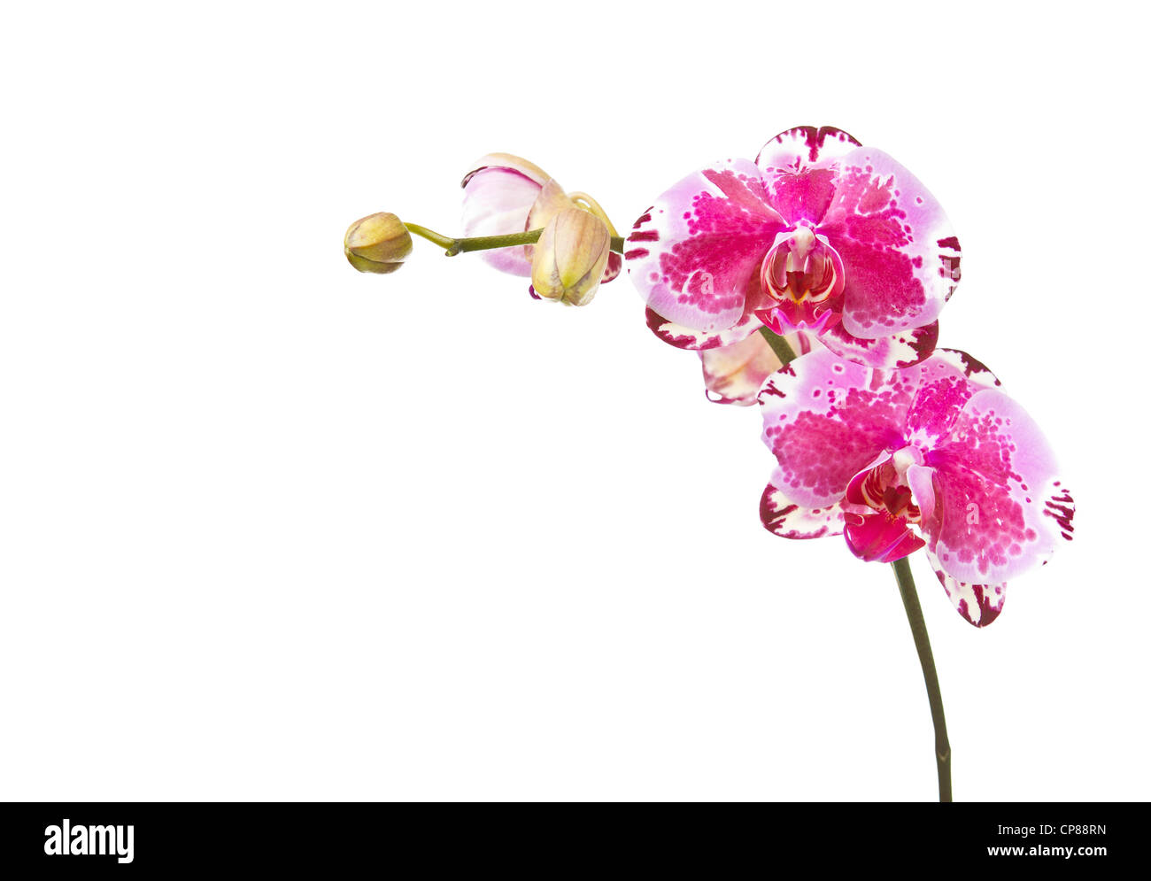 Schöne Orchidee blüht auf reinen weißen Hintergrund Stockfoto