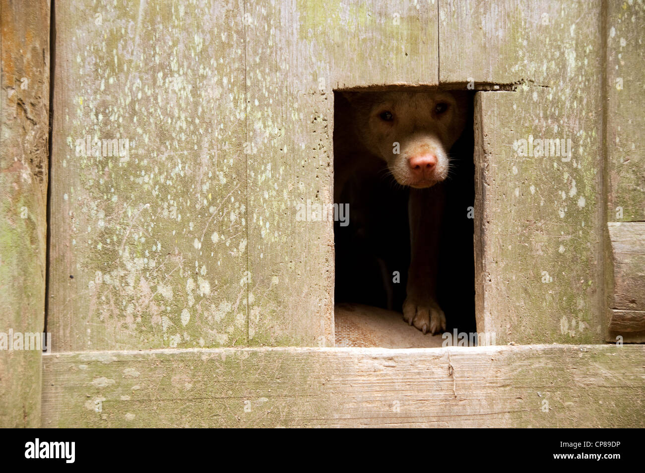 Ein Hund peeping aus eine Holztür, Basha Miao (Pistole Männer) Dorf, Südchina Stockfoto