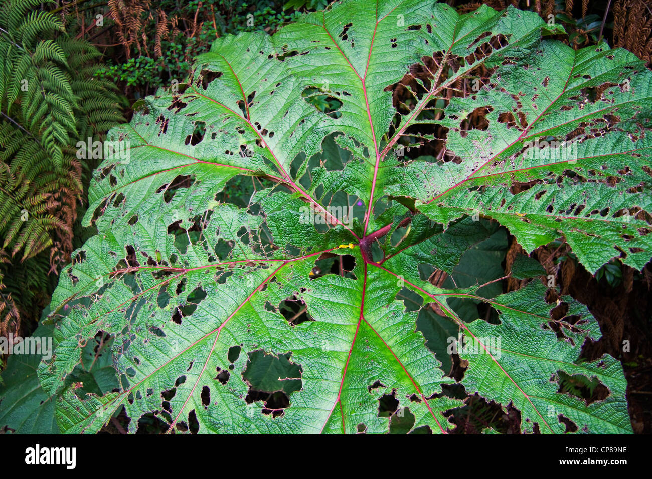 Gunnera Insignis gegessen durch Parasiten, Monteverde Nebelwald, Costa Rica, Mittelamerika Stockfoto