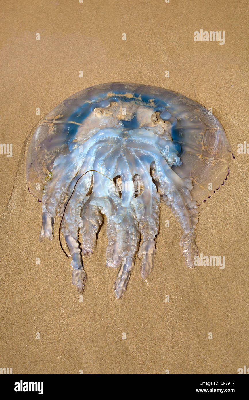 Riesige tote Quallen am Strand von Tenby Stockfoto