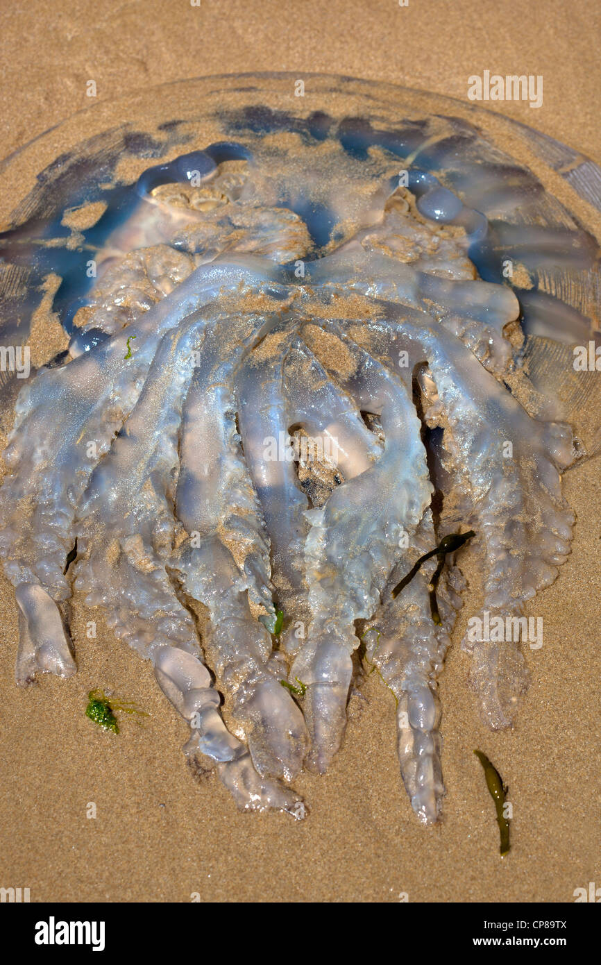 Riesige tote Quallen am Strand von Tenby Stockfoto