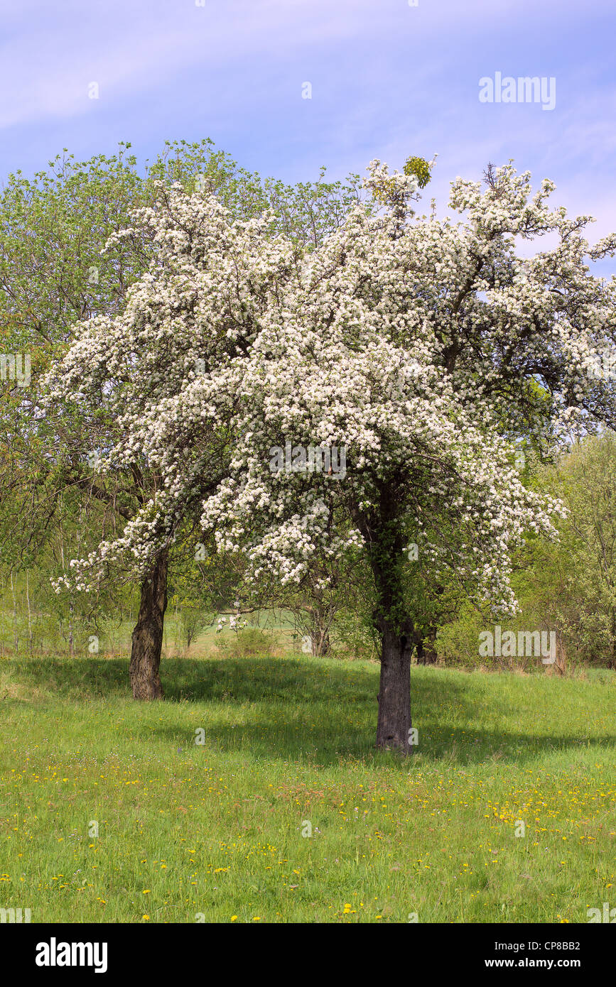 Apfelbäume blühen im sonnigen Frühlingstag Stockfoto