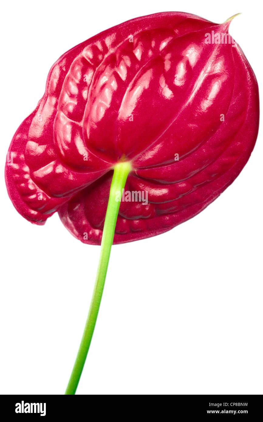 Anthurium isoliert weißen Hintergrund Stockfoto