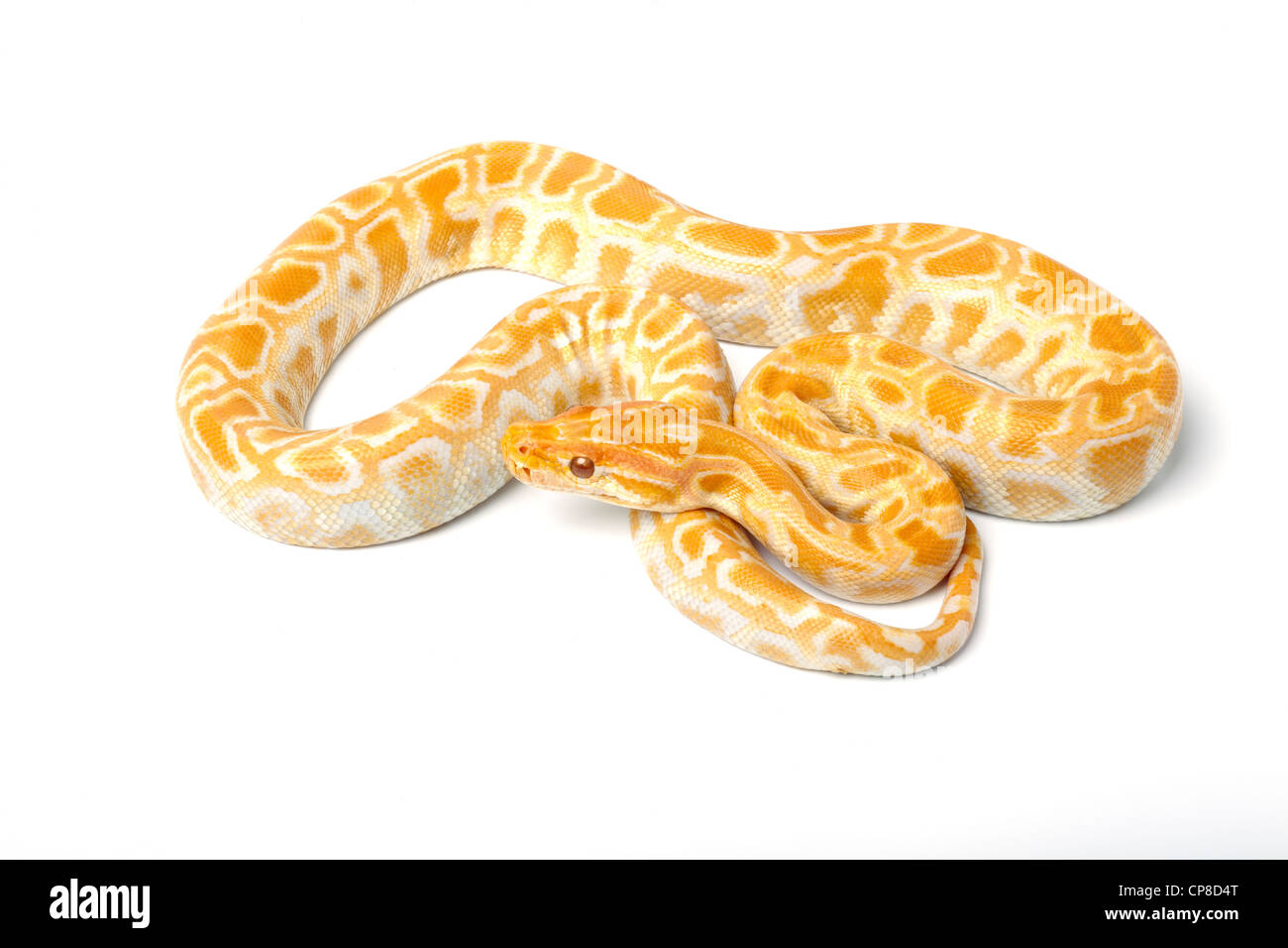 Burmesischen Python Python aus bivittatus Stockfoto