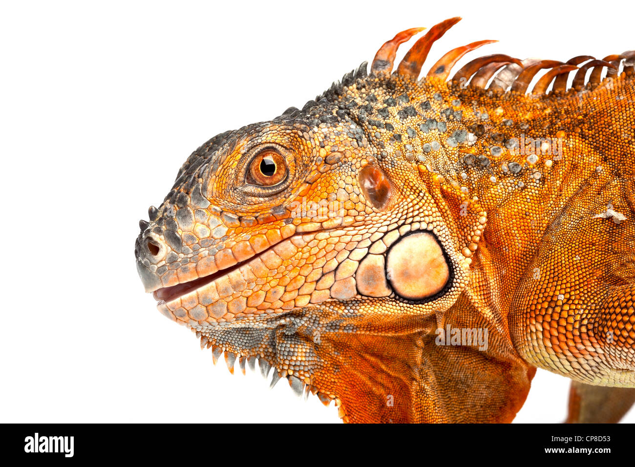Grüner Leguan, Iguana Iguana, rote form Stockfoto