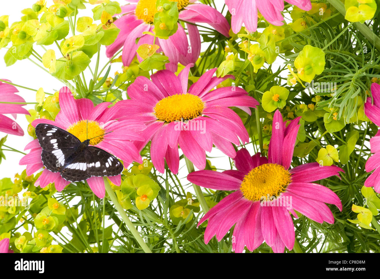 Rosa Kamillen und schwarze Schmetterling Collage Postkarte Hintergrund. Isoliert auf weiss. Mit Schmetterling Weg. Stockfoto