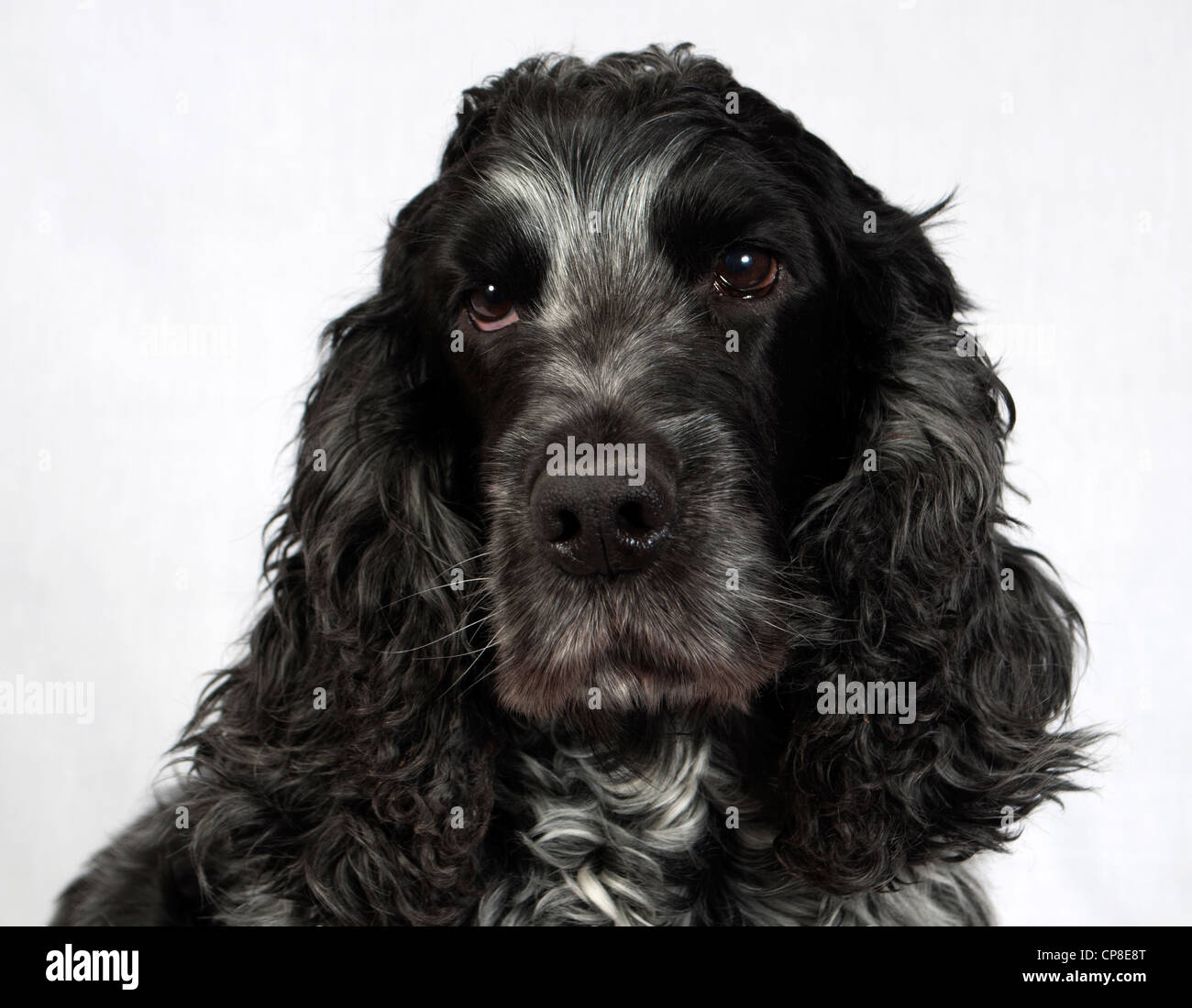 Studio-Hund-Porträt Stockfoto