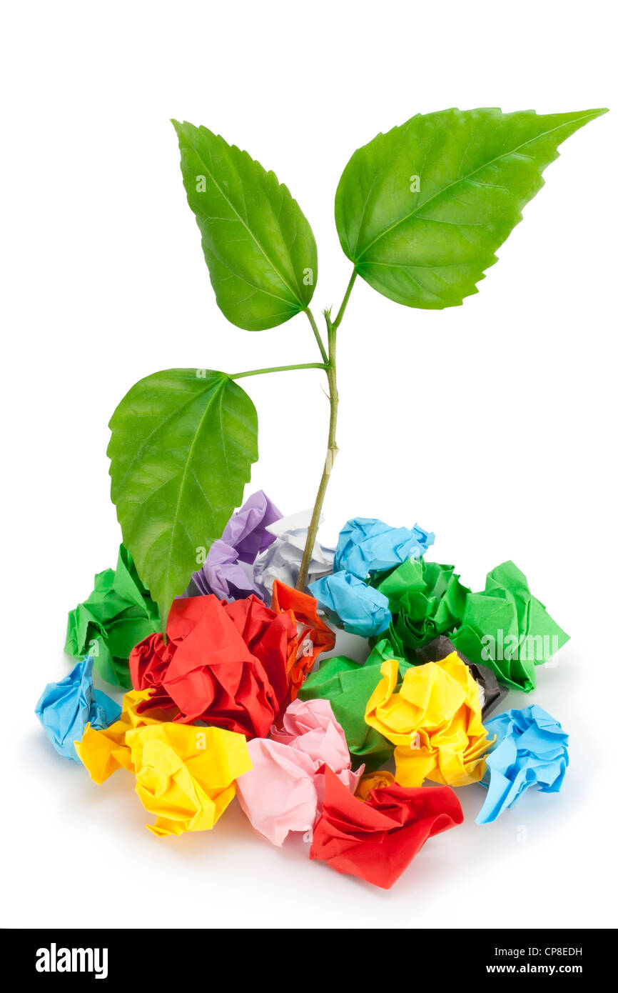 Die Pflanze-Bäumchen wächst auf Müll aus einer Farbenpapier mit einer rauen Oberfläche. Begriff der Kraft des Lebens. Isoliert auf weiss. Stockfoto