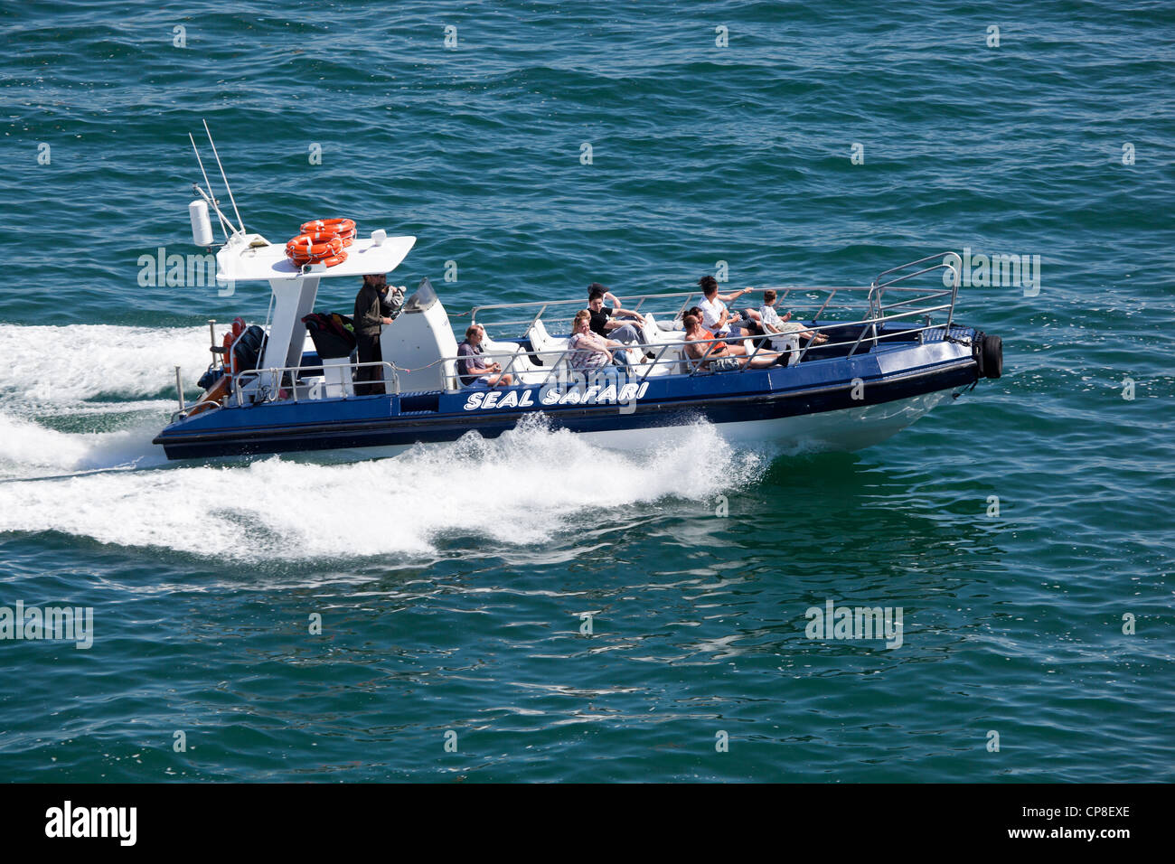 Safari Reise nach Tenby South Wales zu versiegeln Stockfoto