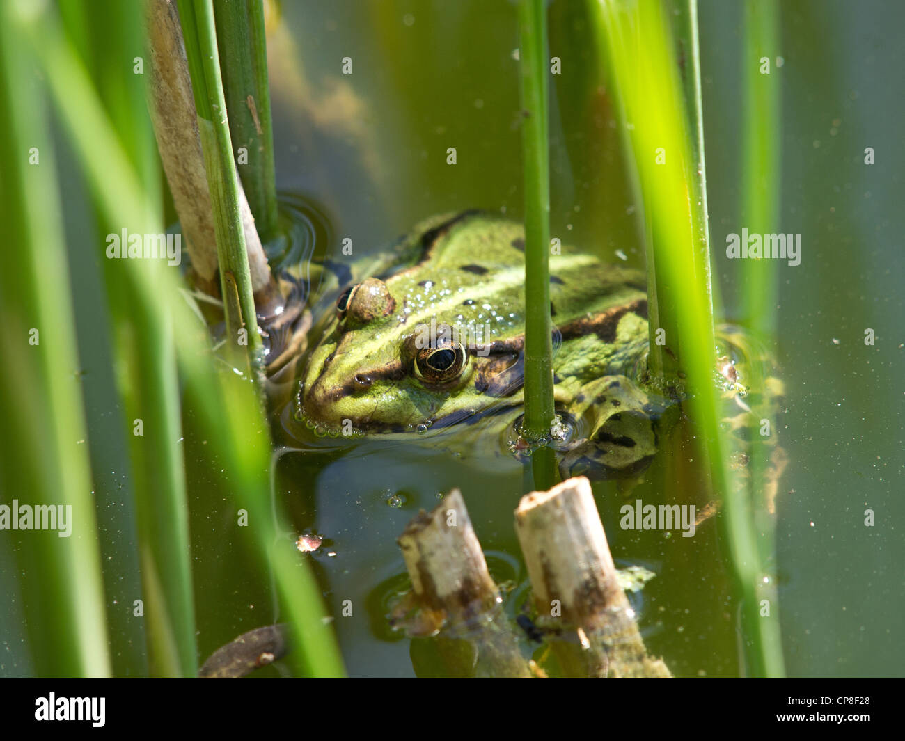 grüner Frosch im See mit Schilf Stockfoto