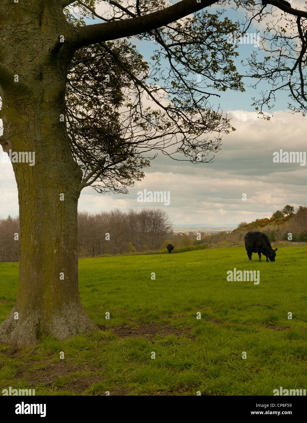 Schwarzen Kühe im Feld, Baum im Vordergrund, bewölktem Himmel Stockfoto