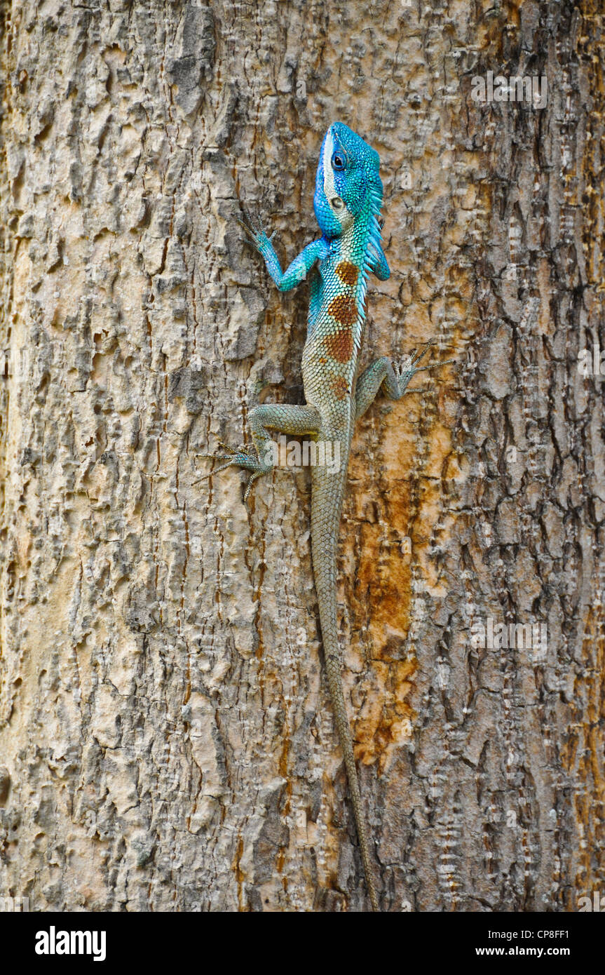 Farbenprächtiges asiatisches Chamäleon (Dracheneidechsen), das auf einem Baum klettert. Stockfoto