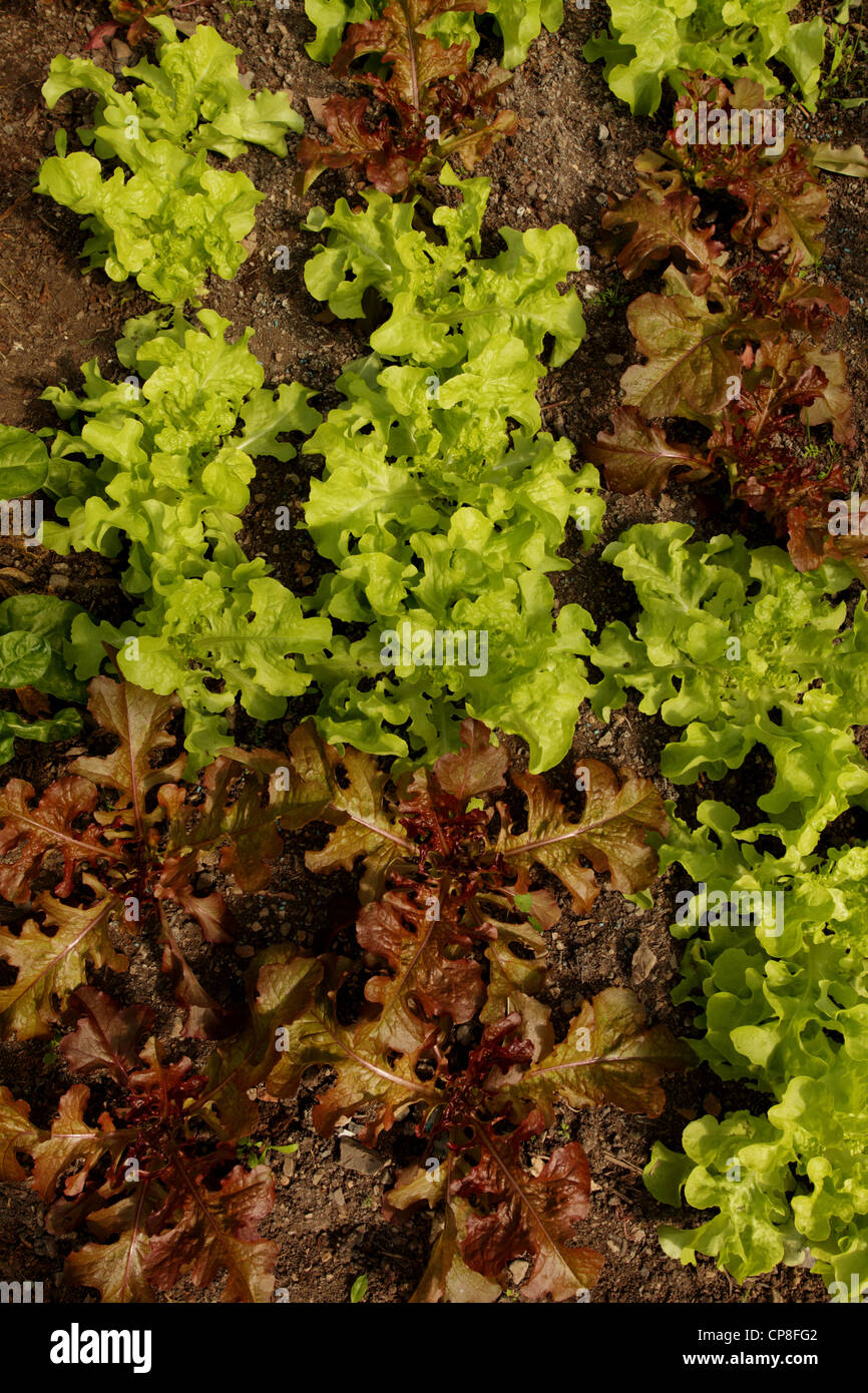 Salatsorten Pflanze wächst in einem Boden-Bett in einem Gewächshaus, England UK Stockfoto