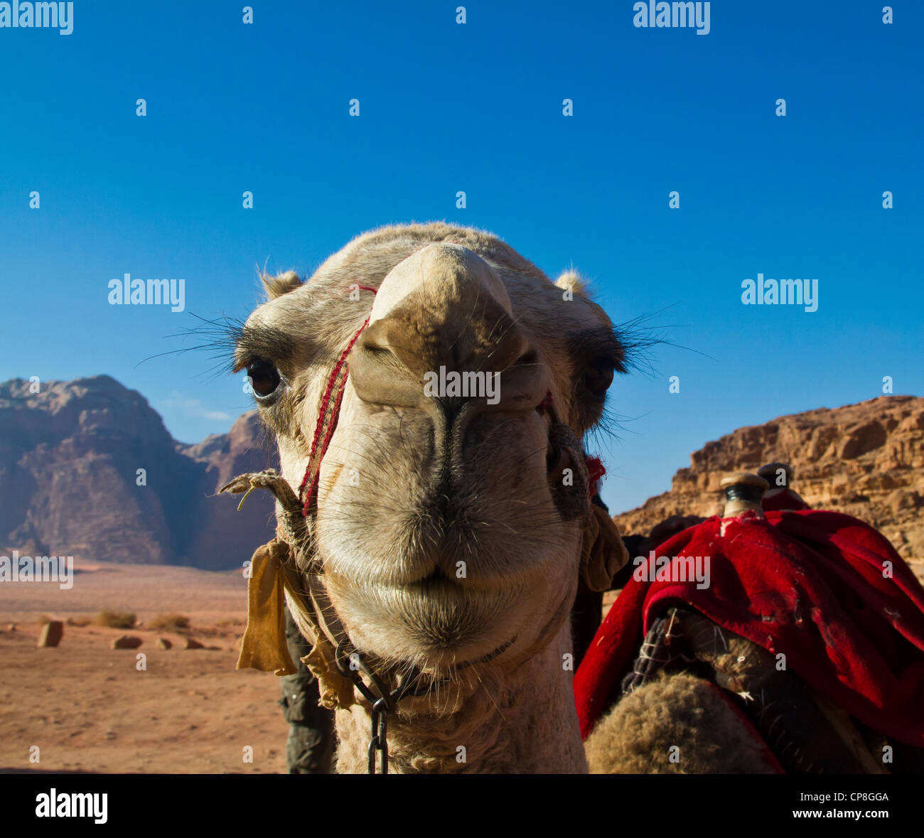 Kamel in Wadi Rum, Jordanien Stockfoto