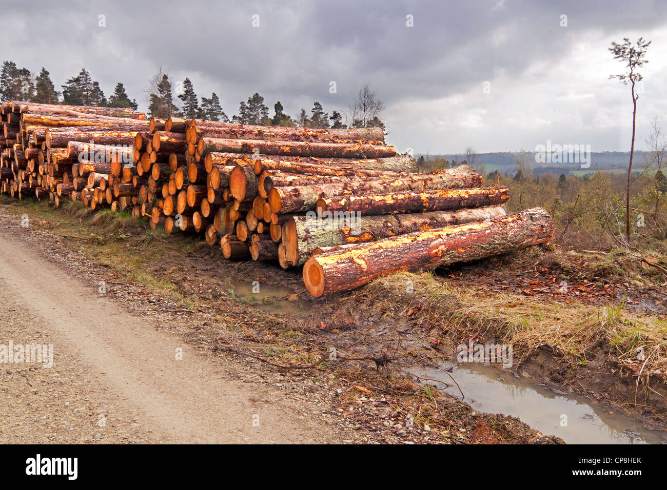 Holzeinschlag im Cropton Forest, North Yorkshire Moors National Park Stockfoto