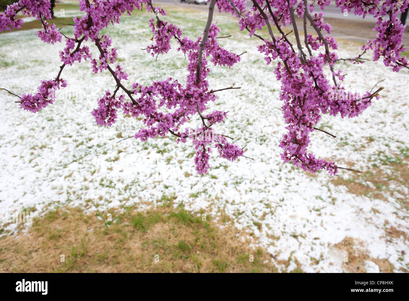 Die Kirschblüten blühen an einem verschneiten Frühlingstag, USA. Stockfoto