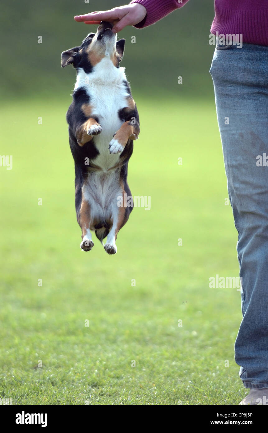 AMI den Jack Russell cross genießt einige überspringen, mit ihrer Besitzerin Holly King von Brighton Stockfoto