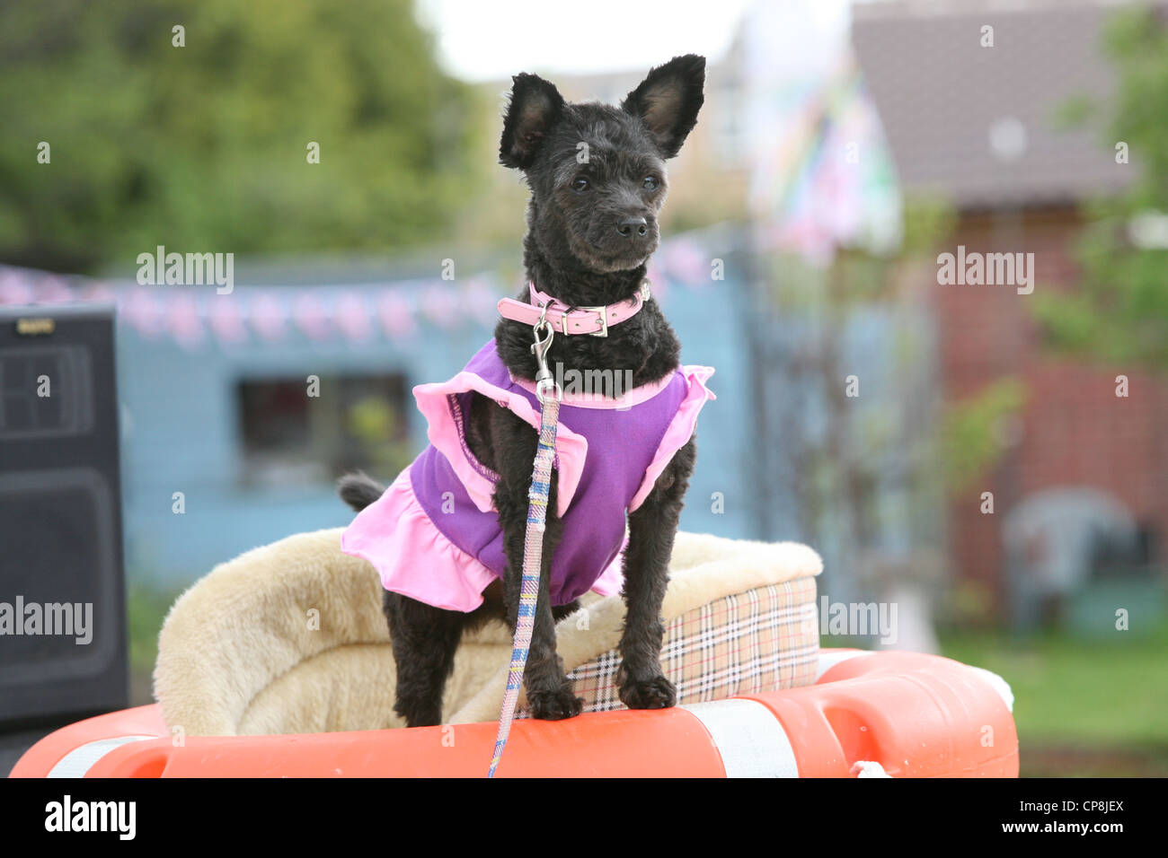 Pommersche Kreuz Chihuahua trägt ein Kleid Stockfoto